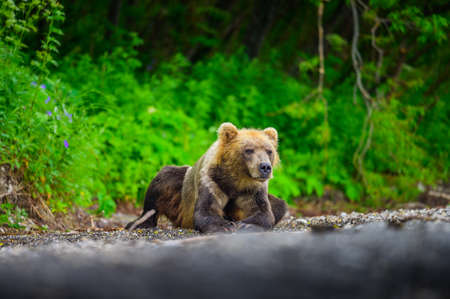Ruling the landscape, brown bears of Kamchatka (Ursus arctos beringianus)の写真素材