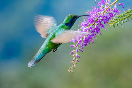 Green Violet-ear (Colibri thalassinus) hummingbird in flight isolated on a green background in Costa Ricaの写真素材