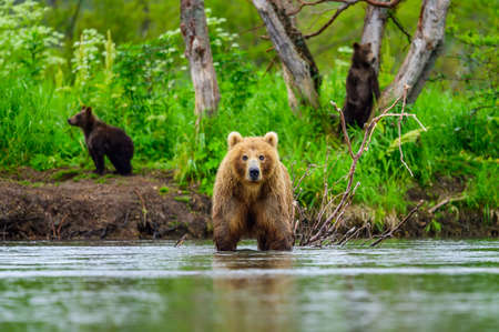 Ruling the landscape, brown bears of Kamchatka (Ursus arctos beringianus)の写真素材