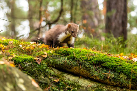 European Pine Marten (Marten Marten) Searching for Food