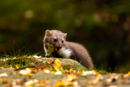 European Pine Marten (Marten Marten) Searching for Foodの写真素材