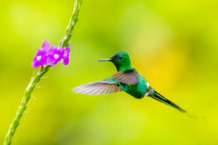 Green Violet-ear (Colibri thalassinus) hummingbird in flight isolated on a green background in Costa...