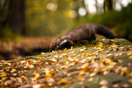 European Pine Marten (Marten Marten) Searching for Food