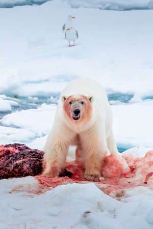 Polar Bear (Ursus maritimus) Spitsbergen North Oceanの写真素材