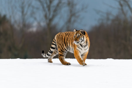 Siberian Tiger running in snow. Beautiful, dynamic and powerful photo of this majestic animal. Set...