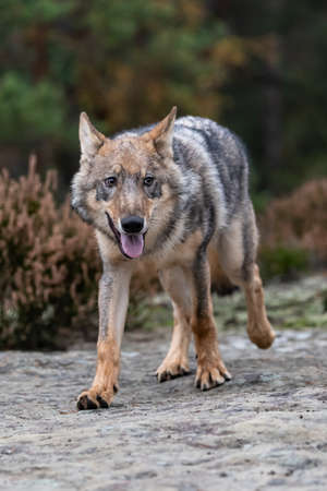 Lone wolf running in autumn forest Czech Republic