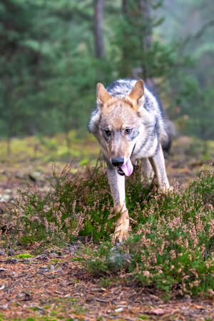 Lone wolf running in autumn forest Czech Republic