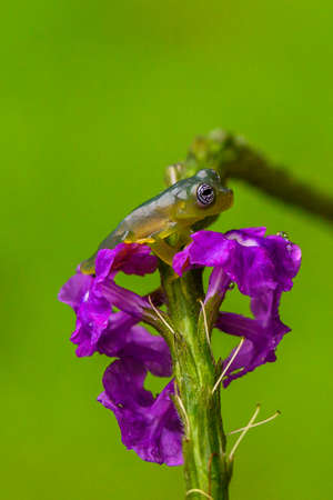 Teratohyla spinosa glass frog (spiny cochran frog) of the family of centrolenidae on a green leaf in...