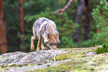 Lone wolf running in autumn forest Czech Republic