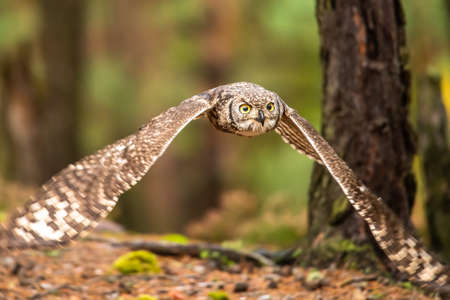 The Eurasian eagle-owl flying in the forest in the mountains low tatra