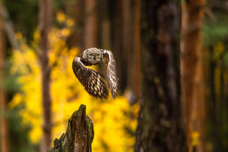 The Eurasian eagle-owl flying in the forest in the mountains low tatra