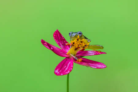 Teratohyla spinosa glass frog (spiny cochran frog) of the family of centrolenidae on a green leaf in...