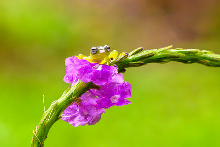 Teratohyla spinosa glass frog (spiny cochran frog) of the family of centrolenidae on a green leaf in...