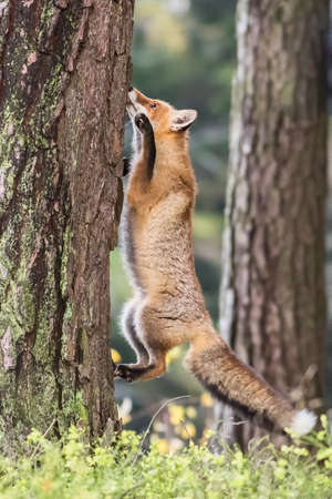 Red Fox. The species has a long history of association with humans.The red fox is one of the most important furbearing animals harvested for the fur trade. Largest of the true foxesの写真素材