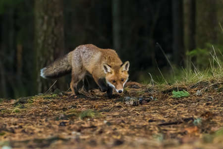 Red Fox. The species has a long history of association with humans.The red fox is one of the most important furbearing animals harvested for the fur trade. Largest of the true foxesの写真素材