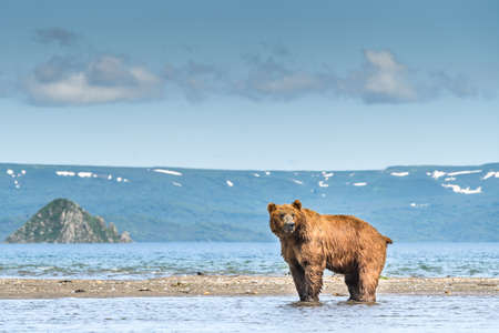 Ruling the landscape, brown bears of Kamchatka (Ursus arctos beringianus)の写真素材
