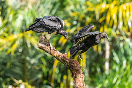 King vulture, Sarcoramphus papa, large bird found in Central and South America. Flying bird, forest...