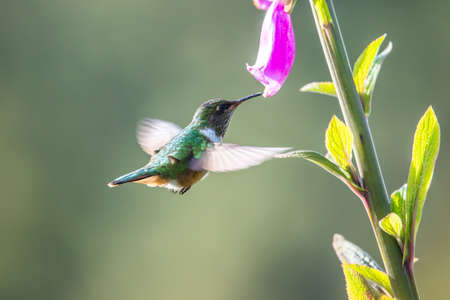 Blue hummingbird Violet Sabrewing flying next to beautiful red flower. Tinny bird fly in jungle....