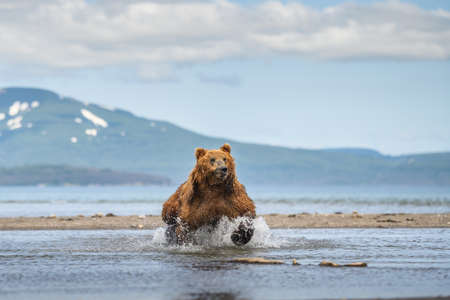 Ruling the landscape, brown bears of Kamchatka (Ursus arctos beringianus)の写真素材