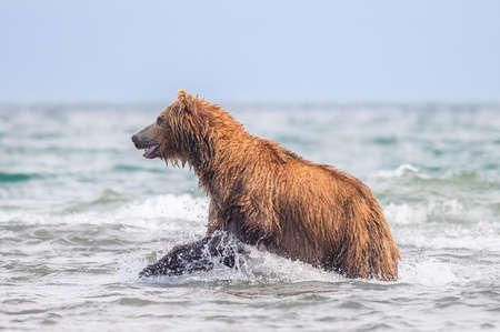 Ruling the landscape, brown bears of Kamchatka (Ursus arctos beringianus)の写真素材