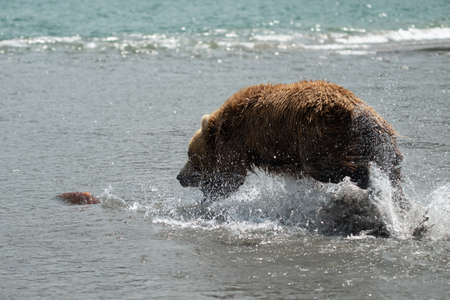 Ruling the landscape, brown bears of Kamchatka (Ursus arctos beringianus)