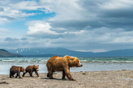 Ruling the landscape, brown bears of Kamchatka (Ursus arctos beringianus)の写真素材
