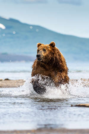 Ruling the landscape, brown bears of Kamchatka (Ursus arctos beringianus)の写真素材