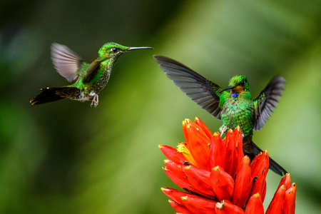 Amazilia decora, Charming Hummingbird, bird feeding sweet nectar from flower pink bloom. Hummingbird behavior in tropic forest, nature habitat in Corcovado NP, Costa Rica. Two bird in fly, wildlife.の写真素材