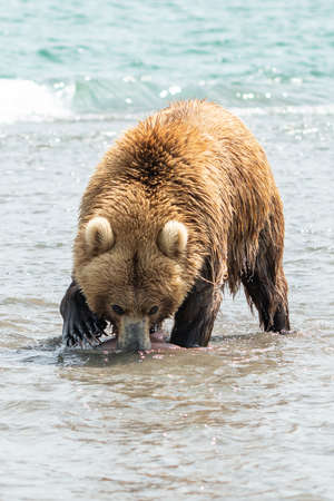 Ruling the landscape, brown bears of Kamchatka (Ursus arctos beringianus)の写真素材