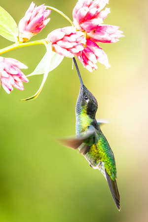 Blue hummingbird Violet Sabrewing flying next to beautiful red flower. Tinny bird fly in jungle. Wildlife in tropic Costa Rica. Two bird sucking nectar from bloom in the forest. Bird behaviorの写真素材
