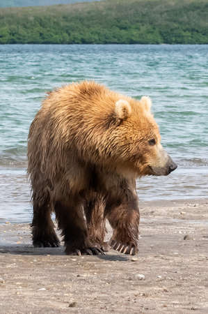 Ruling the landscape, brown bears of Kamchatka (Ursus arctos beringianus)の写真素材