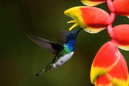 Amazilia decora, Charming Hummingbird, bird feeding sweet nectar from flower pink bloom. Hummingbird...