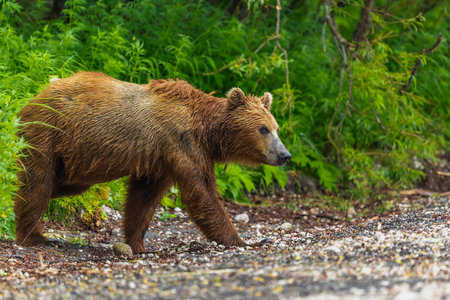 Ruling the landscape, brown bears of Kamchatka (Ursus arctos beringianus)の写真素材