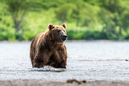 Ruling the landscape, brown bears of Kamchatka (Ursus arctos beringianus)の写真素材
