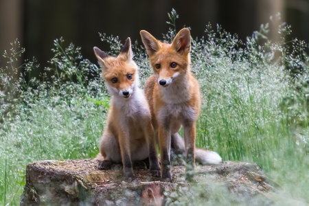 Red Fox. The species has a long history of association with humans.The red fox is one of the most...