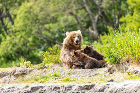 Ruling the landscape, brown bears of Kamchatka (Ursus arctos beringianus)の写真素材