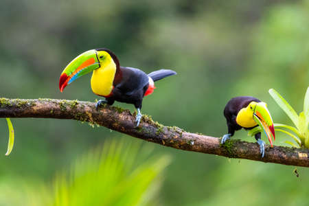 Ramphastos sulfuratus, Keel-billed toucan The bird is perched on the branch in nice wildlife natural environment of Costa Ricaの写真素材