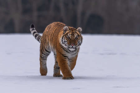 Siberian Tiger running in snow. Beautiful, dynamic and powerful photo of this majestic animal. Set in environment typical for this amazing animal. Birches and meadowsの素材 [FY310164307827]