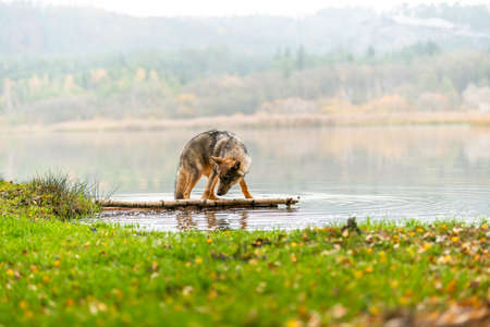 Lone wolf running in autumn forest Czech Republic