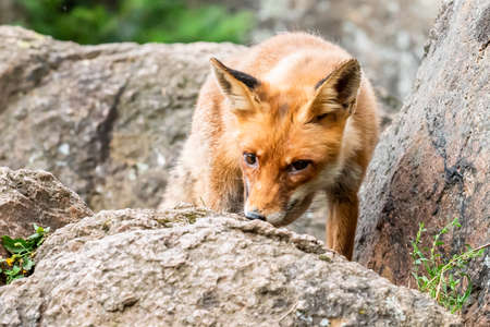Cute Red Fox, Vulpes vulpes in fall forest. Beautiful animal in the nature habitat. Wildlife scene...