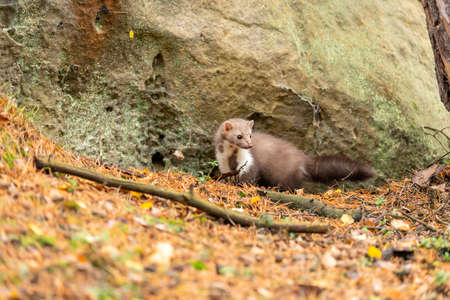 European Pine Marten (Marten Marten) Searching for Food