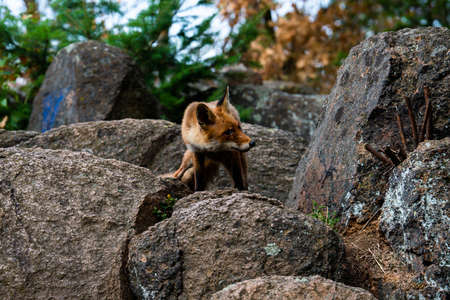 Cute Red Fox, Vulpes vulpes in fall forest. Beautiful animal in the nature habitat. Wildlife scene...