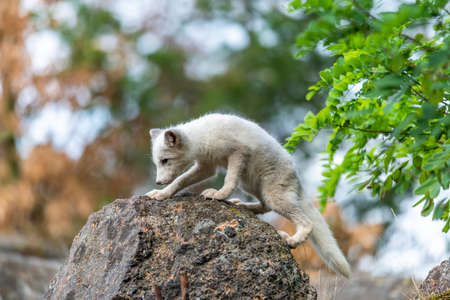 A polar fox (Vulpes lagopus) climbing the rock of Alaska North Americaの写真素材