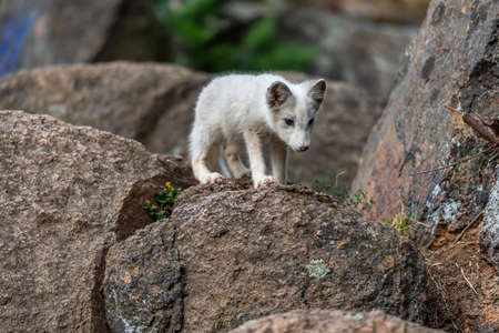 A polar fox (Vulpes lagopus) climbing the rock of Alaska North Americaの写真素材
