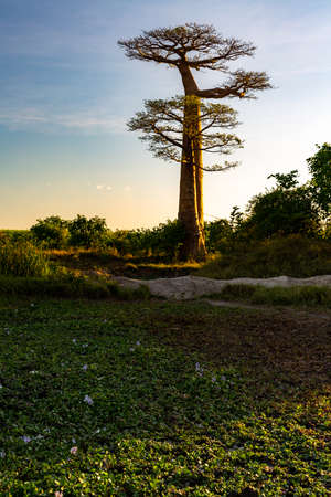 Beautiful Baobab trees at sunset at the avenue of the baobabs in Madagascarの写真素材