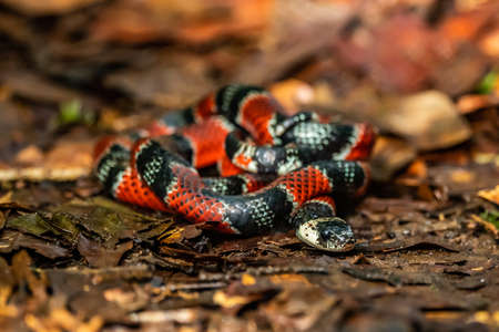 Costa Rican coral snake common snake distributed from the east and southeastern Caribbean in Nicaragua to Caribbean in Panama. In Costa Rica it is found in tropical and subtropical rainforestsの写真素材