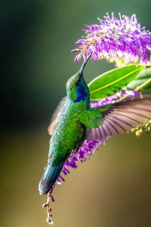 Blue hummingbird Violet Sabrewing flying next to beautiful red flower. Tinny bird fly in jungle. Wildlife in tropic Costa Rica. Two bird sucking nectar from bloom in the forest. Bird behaviorの写真素材