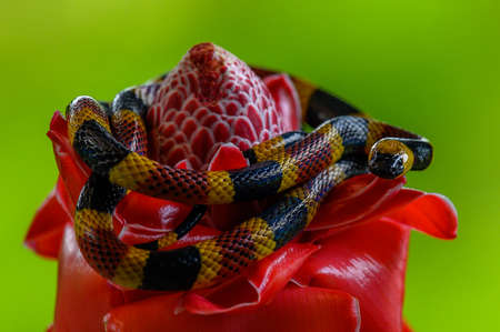 Costa Rican coral snake common snake distributed from the east and southeastern Caribbean in Nicaragua to Caribbean in Panama. In Costa Rica it is found in tropical and subtropical rainforestsの写真素材