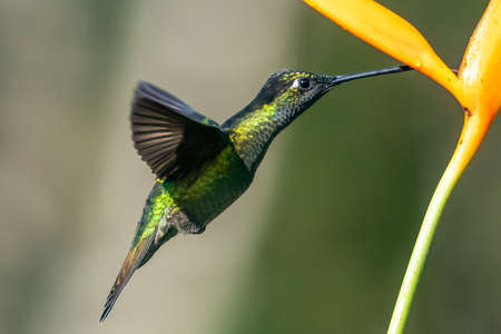 Green Violet-ear (Colibri thalassinus) hummingbird in flight isolated on a green background in Costa...