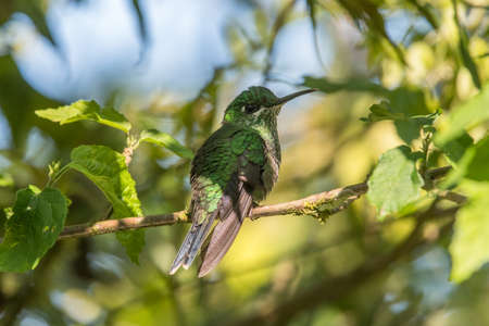 Green Violet-ear (Colibri thalassinus) hummingbird in flight isolated on a green background in Costa Ricaの写真素材